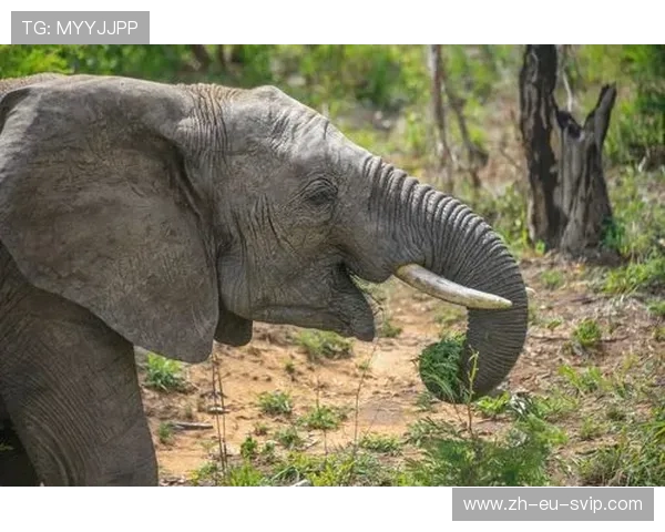 《驾驶与人生的碰撞:在虚拟世界中探索人与车的极限互动》 《驾驶与人生的碰撞:在虚拟世界中探索人与车的极限互动》